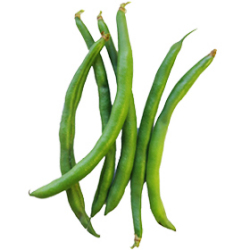 インゲン|わっさんの食いしん坊野菜